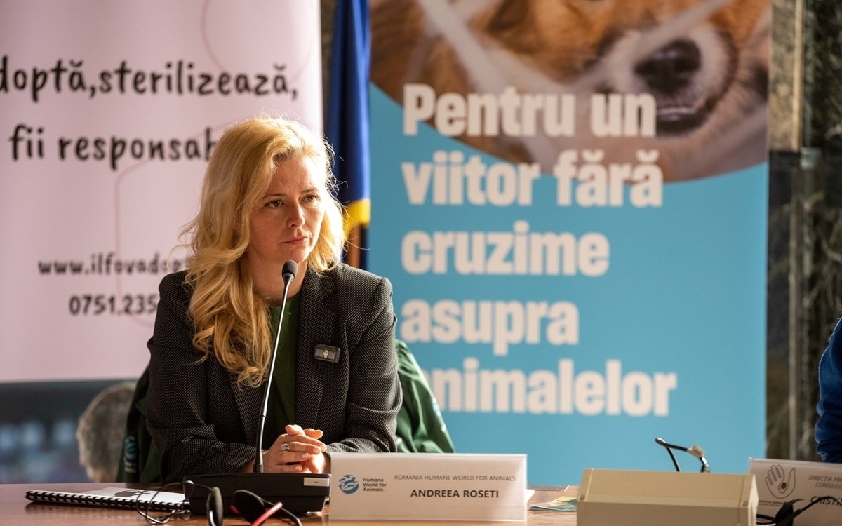 Studiu: Bunăstarea animalelor se vede în farfuria noastră: ouă mai gustoase și mai sănătoase de la găini crescute liber