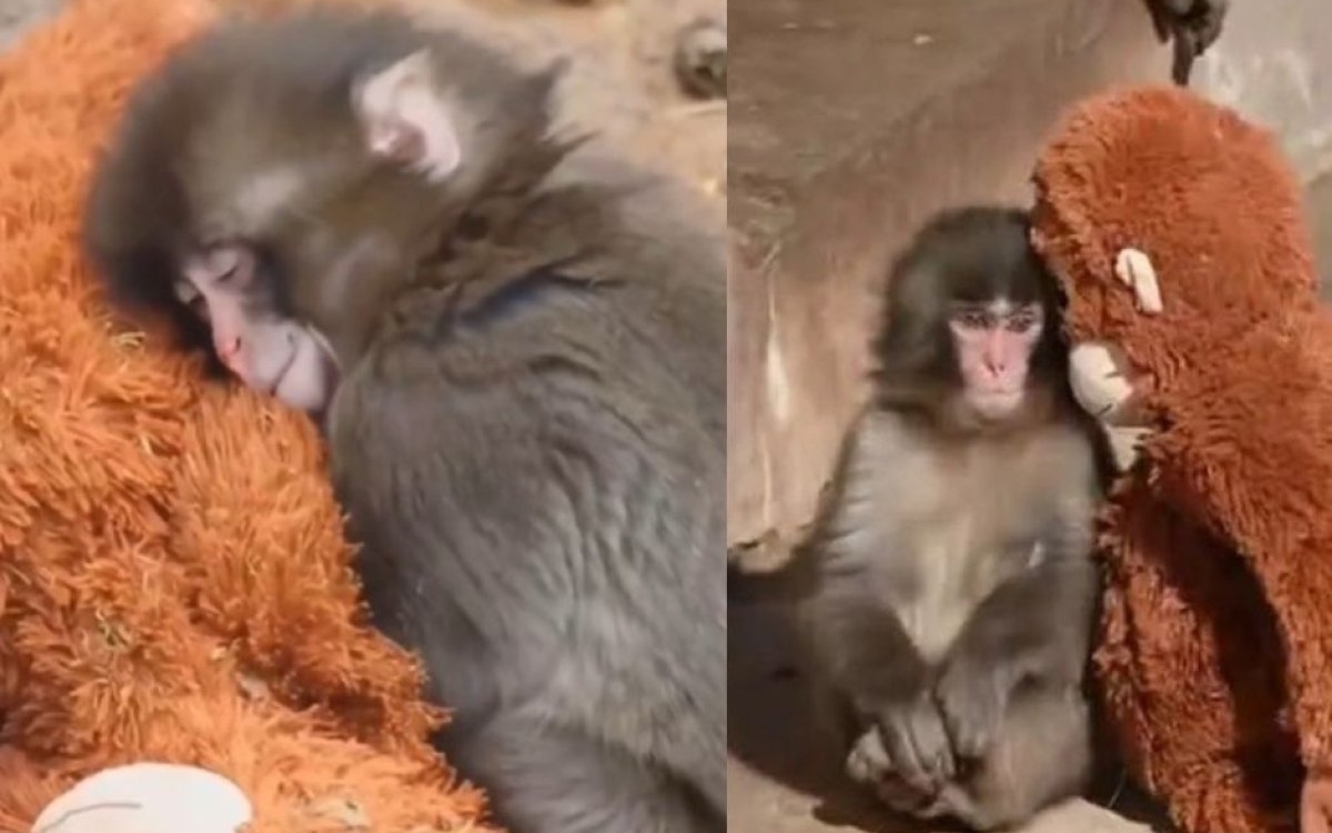 Punch, puiul de maimuță devenit viral pe internet după ce a fost abandonat de mama lui. A găsit alinare într-o jucărie de pluș de care nu se desparte niciodată