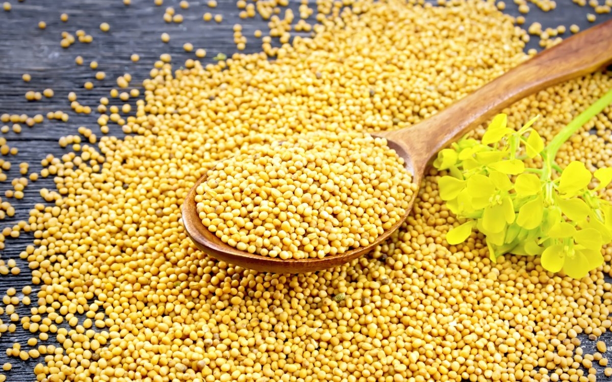 Boabe de muștar: beneficii și recomandări
