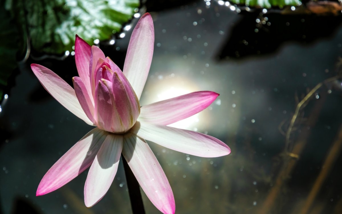 Semințe de lotus: beneficii și recomandări
