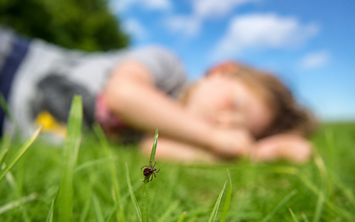 Sezonul căpușelor 2026. Ce trebuie să faci pentru a proteja copilul de Borelioză (Boala Lyme)