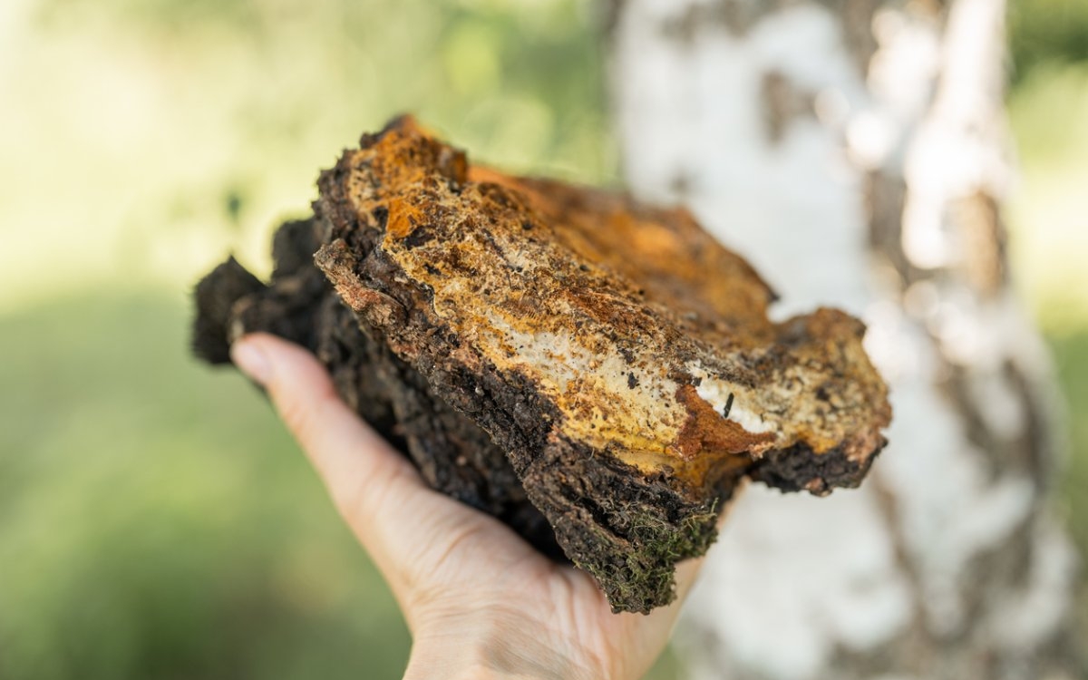 Extractul de ciupercă Chaga: beneficii pentru piele și organism
