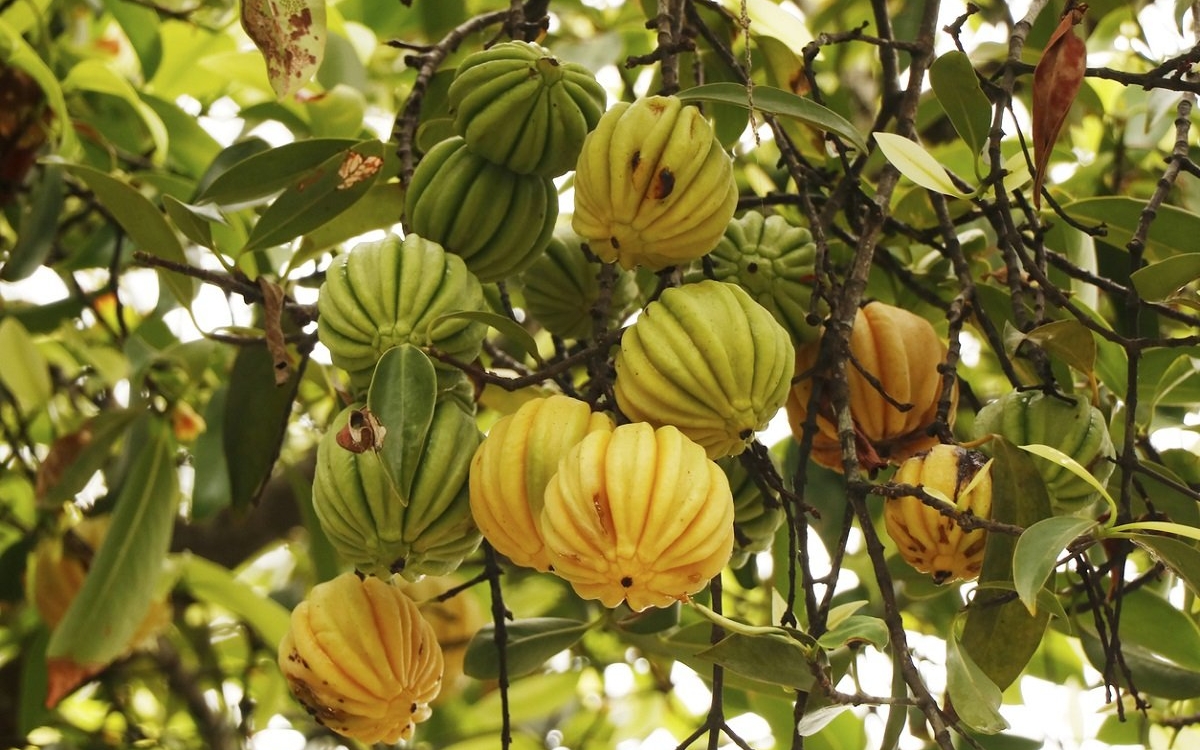 Garcinia cambogia: beneficii și recomandări