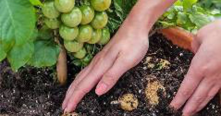 A fost creata planta care produce cartofi si rosii in acelasi timp