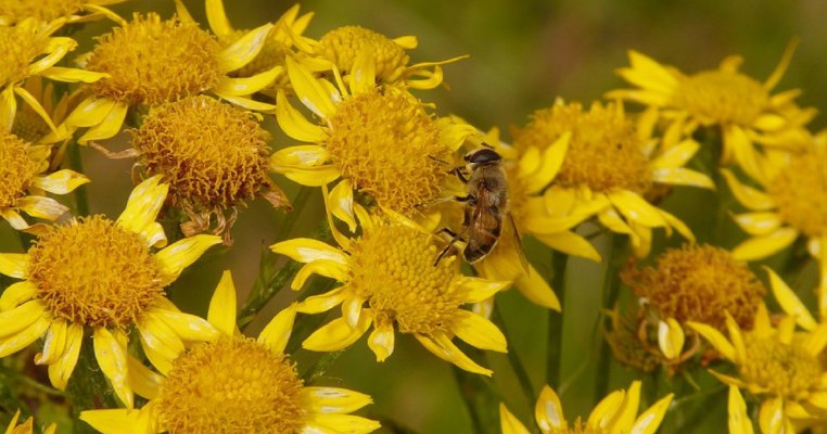 Arnica Montana Qbebe Ro