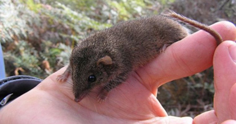 Cercetatorii australieni au descoperit o noua specie de marsupiale care face sex pana moare in timpul sezonului-maraton de imperechere