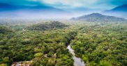 Pădurile amazoniene au parte de legi de protecție