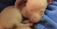 Cățelul a fost adoptat de un medic veterinar