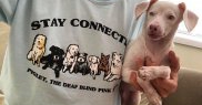 Piglet a devenit popular și pe rețelele de socializare și a dus la crearea unui adevărat concept