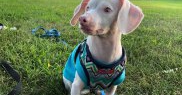 Familia adoptivă a lui Piglet se mândrește cu el