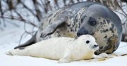 Foca