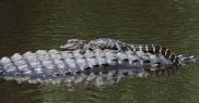 Aligatorul