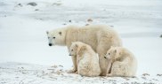 Ursul polar
