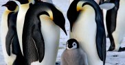 Pinguinul imperial