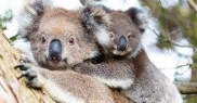 Ursul Koala