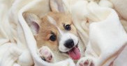 Au crescut adopțiile de animale