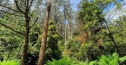 Parcul Naţional Yarra Ranges, Australia