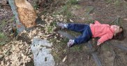 „Copilul meu de 3 ani este supărat din cauza castorilor care continuă să ronțăie copacul”