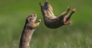 „Te-am prins!”