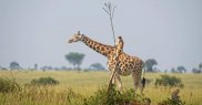 „Maimuță călare pe o girafă”
