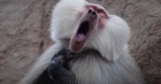 „Babuinul-tenor”