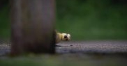„Peekaboo!”