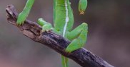„Stilistul verde”