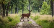 Hoge Veluwe, Olanda