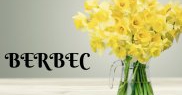 BERBEC ❤️ Delicatele narcise