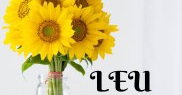 LEU ❤️ Însorita floare a soarelui