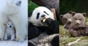 Locul 5 - Puii de urs (oricare urs - polar, koala, panda, brun)