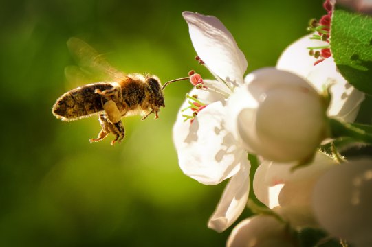 Salvarea albinelor este un lucru sigur
