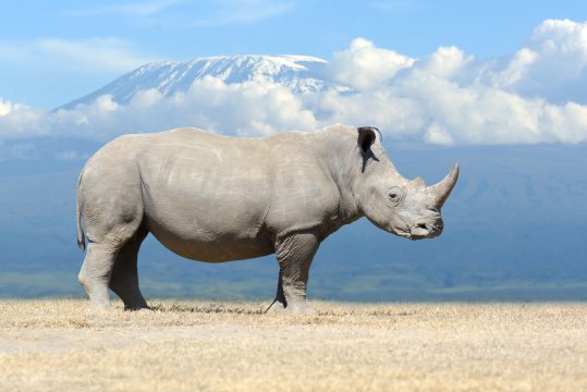 Rinocerul alb are șanse să nu dispară