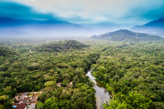 Pădurile amazoniene au parte de legi de protecție