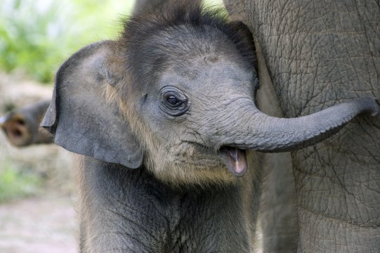 Bebelușii elefanți vor sta lângă mamele lor