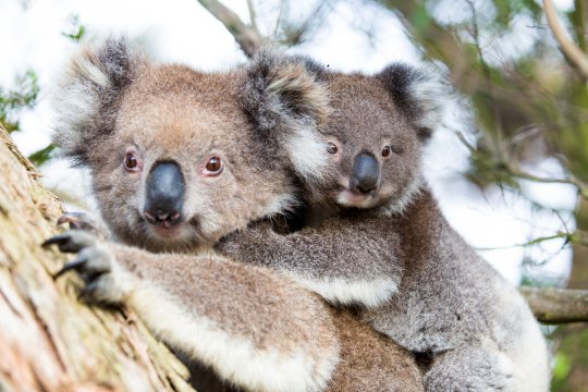 Ursul Koala