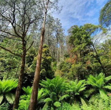 Parcul Naţional Yarra Ranges, Australia