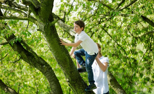 Cum să se cațăre într-un copac