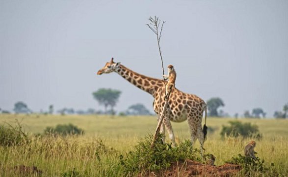 „Maimuță călare pe o girafă”