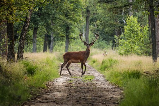 Hoge Veluwe, Olanda