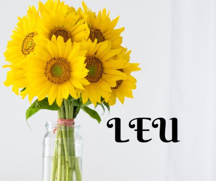 LEU ❤️ Însorita floare a soarelui