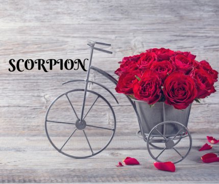 SCORPION ❤️ Pasionalii trandafiri roșii