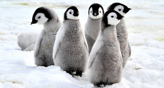 Locul 8 - Puii de pinguini