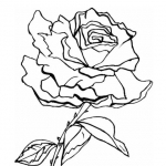 Desene de colorat cu trandafiri poza 3