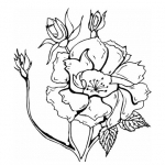Desene de colorat cu trandafiri poza 7