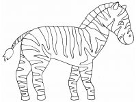 Zebra 3