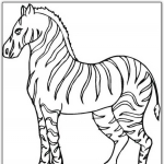 Zebra 4