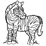 Zebra 7