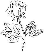 Trandafiri  3