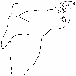 Planse de colorat - foca